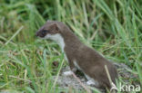 Stoat (Mustela erminea)