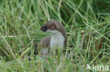 Stoat (Mustela erminea)