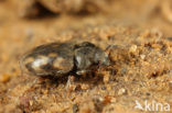 Heterocerus marginatus