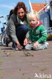 Huismus (Passer domesticus) 