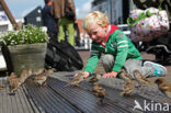 Huismus (Passer domesticus) 