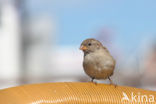 Huismus (Passer domesticus) 