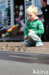 Huismus (Passer domesticus) 