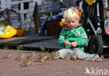 Huismus (Passer domesticus) 