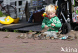 Huismus (Passer domesticus) 