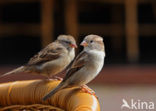 Huismus (Passer domesticus) 