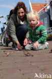 Huismus (Passer domesticus) 