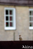 Huismus (Passer domesticus) 