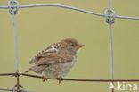 Huismus (Passer domesticus) 