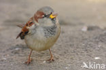 Huismus (Passer domesticus) 