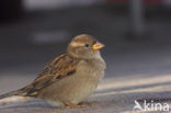 Huismus (Passer domesticus) 