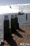 IJsselmeer