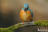 Kingfisher (Alcedo atthis)