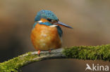 Kingfisher (Alcedo atthis)