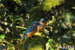 IJsvogel (Alcedo atthis)