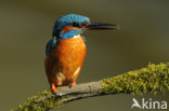 Kingfisher (Alcedo atthis)