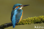 Kingfisher (Alcedo atthis)