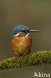 Kingfisher (Alcedo atthis)