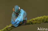 IJsvogel (Alcedo atthis)