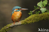 Kingfisher (Alcedo atthis)