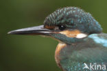 IJsvogel (Alcedo atthis)