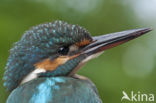 IJsvogel (Alcedo atthis)