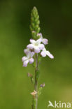 IJzerhard (Verbena officinalis)