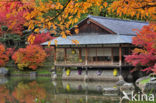 Japanse esdoorn (Acer japonicum )