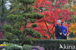 Japanese Maple (Acer japonicum )