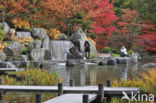 Japanese Maple (Acer japonicum )