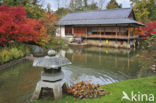 Japanse esdoorn (Acer japonicum )