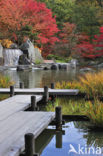 Japanese Maple (Acer japonicum )