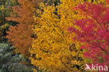 Japanese Maple (Acer japonicum )