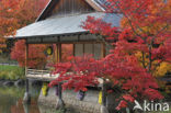 Japanse esdoorn (Acer japonicum )