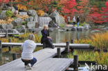 Japanse esdoorn (Acer japonicum )