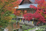 Japanse esdoorn (Acer japonicum )