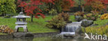 Japanese Maple (Acer japonicum )