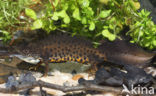 Kamsalamander (Triturus cristatus) 