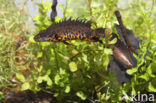 Great Crested Newt