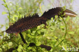 Great Crested Newt