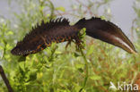 Great Crested Newt