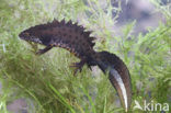 Kamsalamander (Triturus cristatus) 