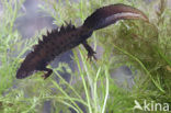 Great Crested Newt