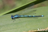 Kanaaljuffer (Erythromma lindenii)