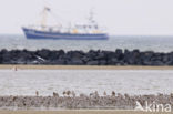 Red Knot (Calidris canutus)