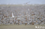 Kanoetstrandloper (Calidris canutus)