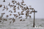 Kanoetstrandloper (Calidris canutus)