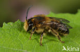 Kattenstaartdikpoot (Melitta nigricans)