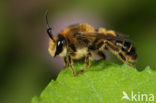 Kattenstaartdikpoot (Melitta nigricans)