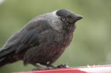 Eurasian Jackdaw (Corvus monedula)